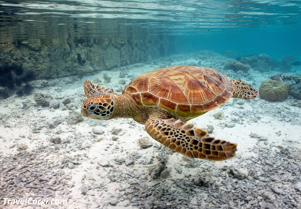 Bora Bora Turtle Centre