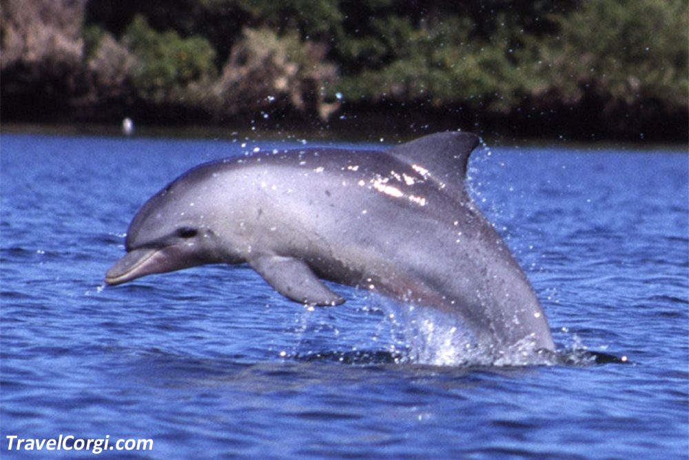 Dolphin In Indian River Lagoon Florida